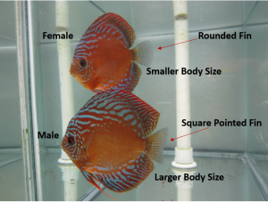 sexing discus