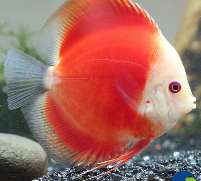 Marlboro Red Discus | Red Marlboro Discus | Red Melon Discus | Marbolo