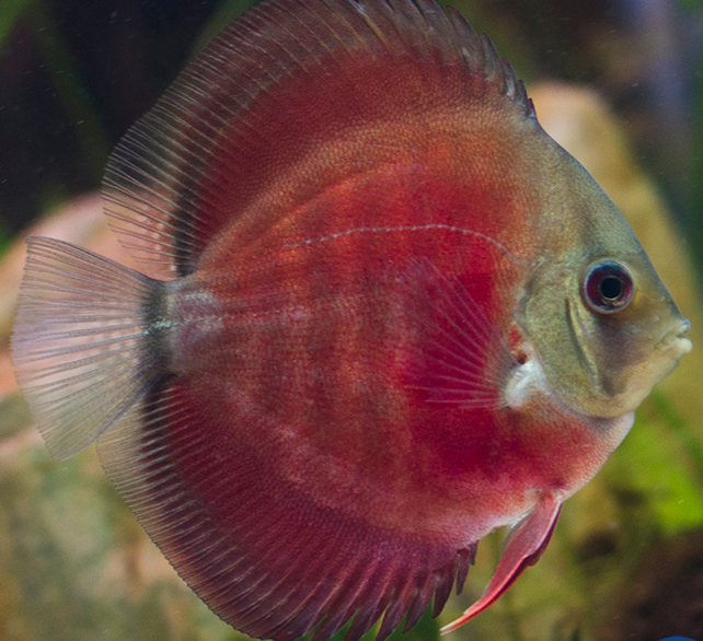 Rose Red Discus Discus Guy Wholesale Prices