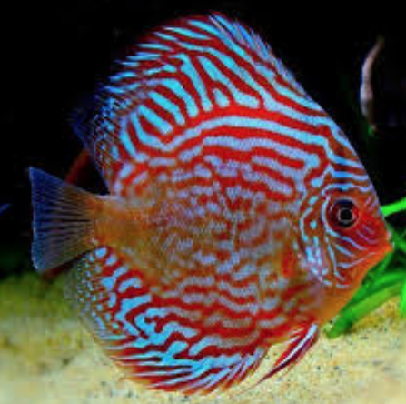Super Red Turquoise Discus | Red Turquoise Discus | Discusguy