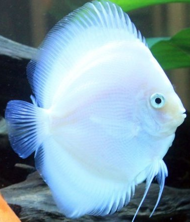 White Diamond Discus | Snow White Discus | DiscusGuy