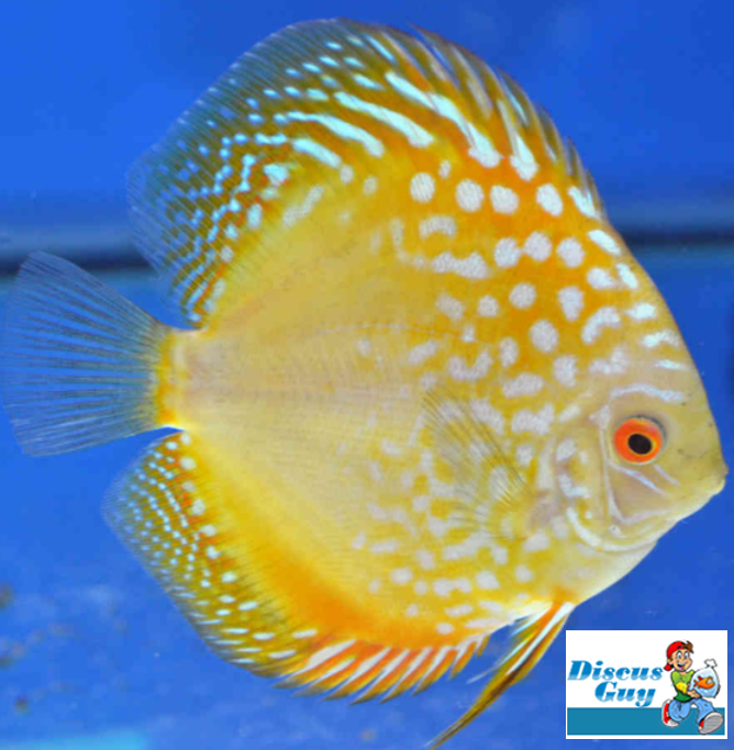 Golden Checkerboard Pigeon Discus Yellow Checkerboard Discus