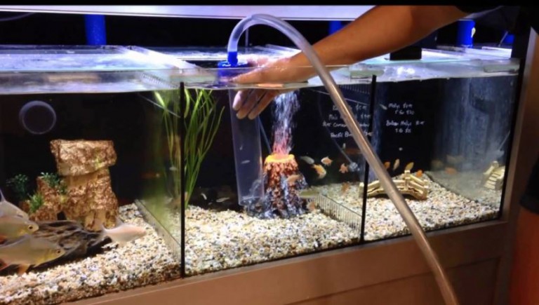 how to clean aquarium gravel - Discus Fish For Sale | Discus For Sale